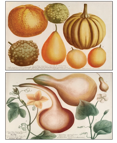 Notecards, Rare Book Print Set - Gourds