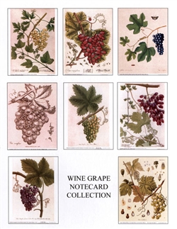 Notecards, Rare Book Print Set - Wine Grapes