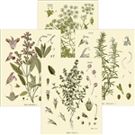 Notecards, Rare Book Print Set - Culinary Herbs
