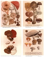 Notecards, Rare Book Print Set - Mushrooms