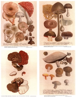 Notecards, Rare Book Print Set - Mushrooms