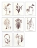 Notecards, Ornamental Grasses, The Grass Manual