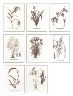 Notecards, Ornamental Grasses, The Grass Manual