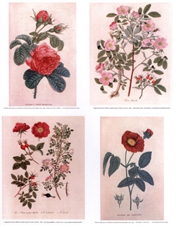 Notecards, Rare Book Print Set - Roses