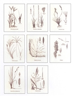 Notecards, Grasses of Texas, The Grass Manual