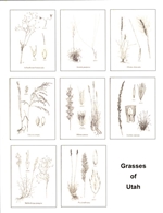 Notecards, Grasses of Utah, The Grass Manual