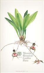 Orchid Print, Dracula Chestertonii (Thesaurus Dracularum, Vol. 1)