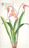 Orchid Print, Dracula Dracula Gigas (Thesaurus Dracularum, Vol. 1)