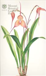 Orchid Print, Dracula Dracula Gigas (Thesaurus Dracularum, Vol. 1)