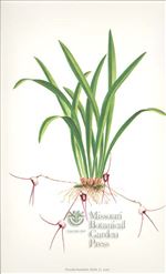 Orchid Print, Dracula Benedictii (Thesaurus Dracularum, Vol. 2)