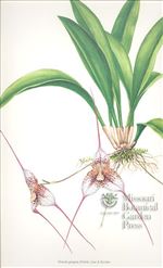 Orchid Print, Dracula Gorgona (Thesaurus Dracularum, Vol. 2)