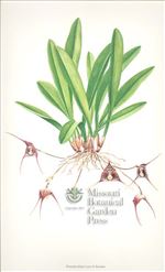 Orchid Print, Dracula Minax (Thesaurus Dracularum, Vol. 2)