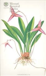 Orchid Print, Dracula Platycrater (Thesaurus Dracularum, Vol. 2)