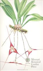 Orchid Print, Dracula Tubeana (Thesaurus Dracularum, Vol. 2) 