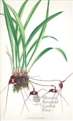 Orchid Print, Dracula Hirsuta (Thesaurus Dracularum, Vol. 3) 