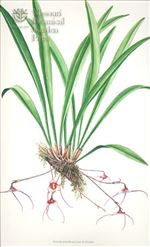 Orchid Print, Dracula Posadarum (Thesaurus Dracularum, Vol. 3) 