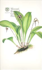 Orchid Print, Dracula Carsinopsis (Thesaurus Dracularum, Vol. 4) 