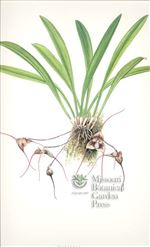 Orchid Print, Dracula Fuligifera (Thesaurus Dracularum, Vol. 4) 