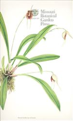 Orchid Print, Dracula Insolita (Thesaurus Dracularum, Vol. 4) 