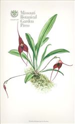 Orchid Print, Dracula Ortiziana (Thesaurus Dracularum, Vol. 7)  