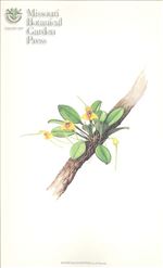 Orchid Print, Bottae (A Treasure of Masdevallia, Vol. 21)  