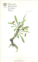 Orchid Print, Brachyantha (A Treasure of Masdevallia, Vol. 21)  