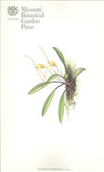 Orchid Print, Chuspipatae (A Treasure of Masdevallia, Vol. 21)  