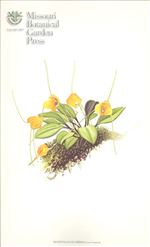 Orchid Print, Glomerosa (A Treasure of Masdevallia, Vol. 21)  