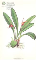 Orchid Print, Hylodes (A Treasure of Masdevallia, Vol. 21)  