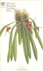 Orchid Print, Pardina (A Treasure of Masdevallia, Vol. 21)  