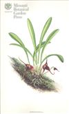 Orchid Print, Picea (A Treasure of Masdevallia, Vol. 21)  