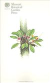 Orchid Print, Tinekeae (A Treasure of Masdevallia, Vol. 21)  