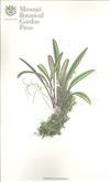 Orchid Print, Audax (A Treasure of Masdevallia, Vol. 22)  