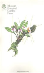 Orchid Print, Exquisita (A Treasure of Masdevallia, Vol. 22)  