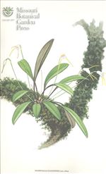 Orchid Print, Guayanensis (A Treasure of Masdevallia, Vol. 22)  