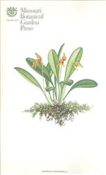 Orchid Print, Martineae (A Treasure of Masdevallia, Vol. 22)  