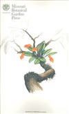 Orchid Print, Morochoi (A Treasure of Masdevallia, Vol. 22)  