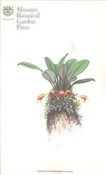 Orchid Print, Soennemarkii (A Treasure of Masdevallia, Vol. 22)  