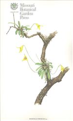 Orchid Print, Trifurcata (A Treasure of Masdevallia, Vol. 22)  