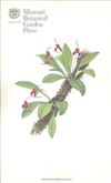 Orchid Print, Ximenae (A Treasure of Masdevallia, Vol. 22)  