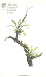 Orchid Print, Adamsii (A Treasure of Masdevallia, Vol. 23)  