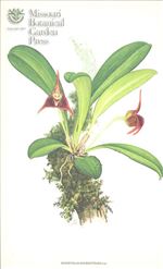 Orchid Print, Bourdetteana (A Treasure of Masdevallia, Vol. 23) 