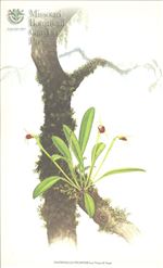 Orchid Print, Cocapatae (A Treasure of Masdevallia, Vol. 23)  