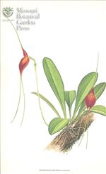 Orchid Print, Goliath (A Treasure of Masdevallia, Vol. 23) 