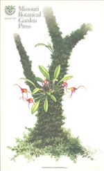 Orchid Print, Hartmanii (A Treasure of Masdevallia, Vol. 23)   