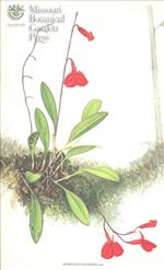 Orchid Print, Racemosa (A Treasure of Masdevallia, Vol. 23)  