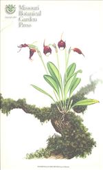 Orchid Print, Recurvata (A Treasure of Masdevallia, Vol. 23)   