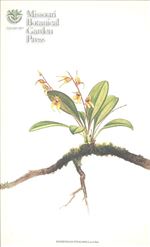 Orchid Print, Staaliana (A Treasure of Masdevallia, Vol. 23)   