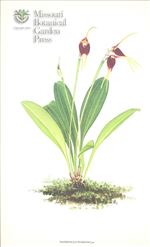 Orchid Print, Tsubotae (A Treasure of Masdevallia, Vol. 23)   
