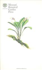 Orchid Print, Zebracea (A Treasure of Masdevallia, Vol. 23)  
